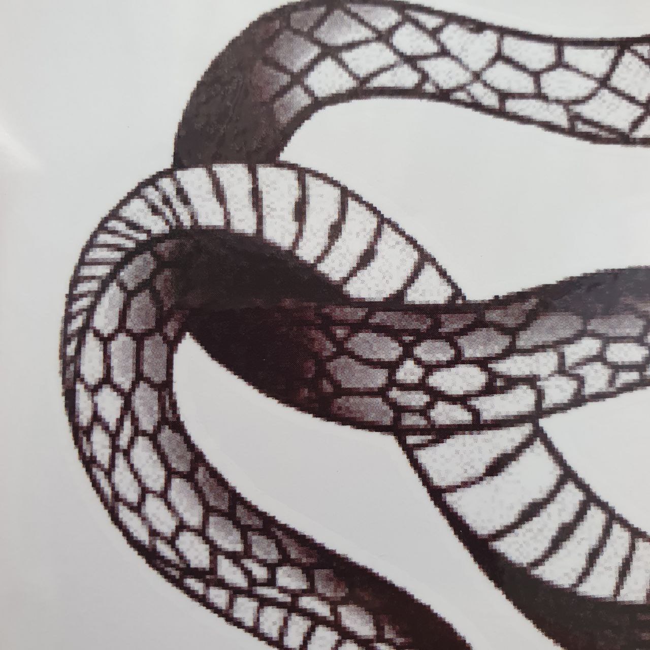 Tatuaje Temporal Serpiente Enrollada MEET MAGIC TATTOO